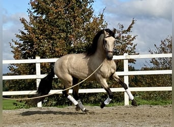 PRE, Hengst, 4 Jaar, 167 cm, Falbe