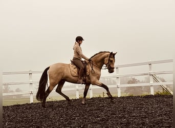 PRE, Hengst, 4 Jaar, 167 cm, Falbe