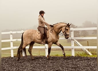 PRE, Hengst, 4 Jaar, 167 cm, Falbe