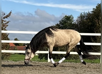 PRE, Hengst, 4 Jaar, 167 cm, Falbe