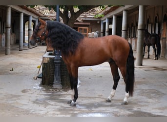 PRE Mix, Hengst, 4 Jaar, 167 cm, Roodbruin