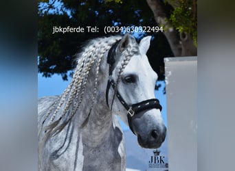 PRE Mix, Hengst, 4 Jaar, 167 cm, Schimmel