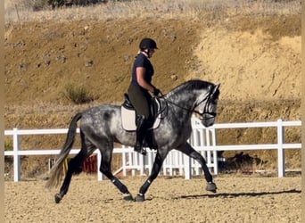 PRE, Hengst, 4 Jaar, 167 cm, Schimmel