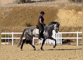 PRE, Hengst, 4 Jaar, 167 cm, Schimmel