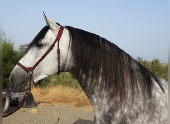 PRE, Hengst, 4 Jaar, 167 cm, Schimmel