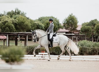 PRE, Hengst, 4 Jaar, 167 cm, Schimmel