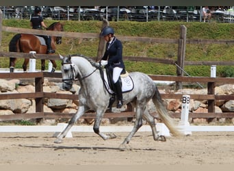 PRE Mix, Hengst, 4 Jaar, 168 cm, Appelschimmel