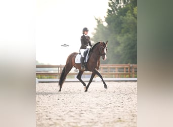 PRE, Hengst, 4 Jaar, 168 cm, Bruin