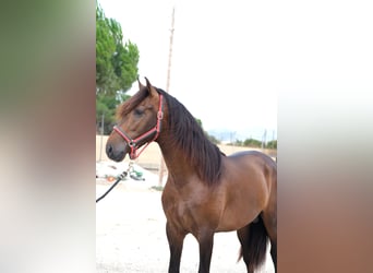 PRE Mix, Hengst, 4 Jaar, 168 cm, Donkerbruin