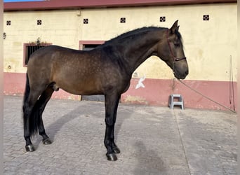 PRE Mix, Hengst, 4 Jaar, 168 cm, Falbe