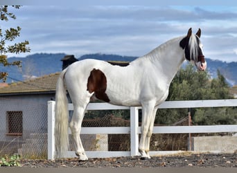 PRE Mix, Hengst, 4 Jaar, 168 cm, Gevlekt-paard