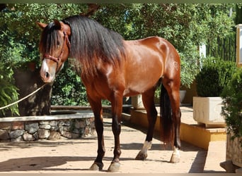 PRE, Hengst, 4 Jaar, 168 cm, Lichtbruin