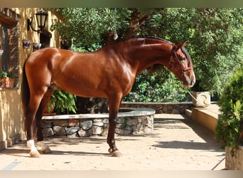PRE, Hengst, 4 Jaar, 168 cm, Lichtbruin