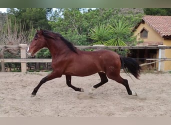 PRE, Hengst, 4 Jaar, 168 cm, Lichtbruin
