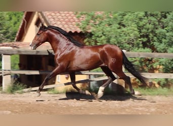 PRE, Hengst, 4 Jaar, 168 cm, Lichtbruin