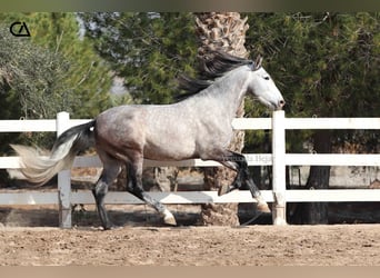 PRE, Hengst, 4 Jaar, 168 cm, Schimmel
