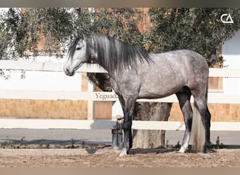 PRE, Hengst, 4 Jaar, 168 cm, Schimmel