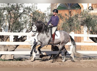PRE, Hengst, 4 Jaar, 168 cm, Schimmel