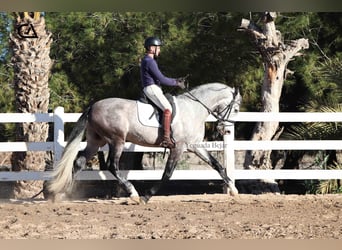 PRE, Hengst, 4 Jaar, 168 cm, Schimmel