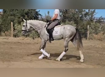 PRE Mix, Hengst, 4 Jaar, 168 cm, Schimmel