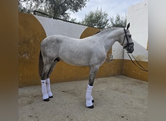 PRE Mix, Hengst, 4 Jaar, 168 cm, Schimmel