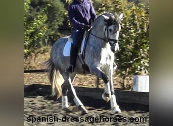 PRE Mix, Hengst, 4 Jaar, 168 cm, Schimmel