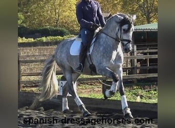 PRE Mix, Hengst, 4 Jaar, 168 cm, Schimmel