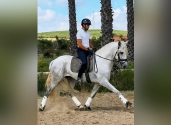 PRE, Hengst, 4 Jaar, 168 cm, Schimmel