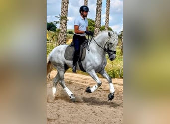 PRE, Hengst, 4 Jaar, 168 cm, Schimmel
