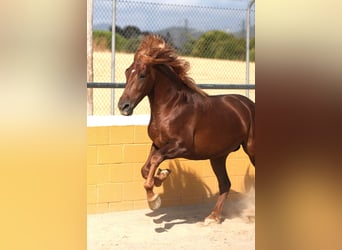 PRE Mix, Hengst, 4 Jaar, 168 cm, Vos