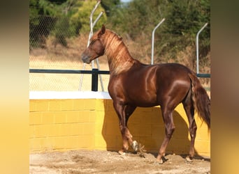 PRE Mix, Hengst, 4 Jaar, 168 cm, Vos