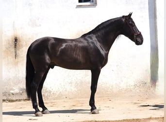 PRE Mix, Hengst, 4 Jaar, 168 cm, Zwart