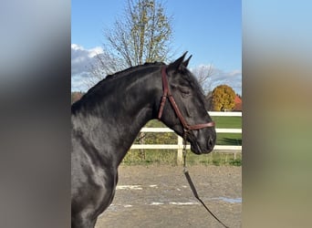 PRE Mix, Hengst, 4 Jaar, 168 cm, Zwart