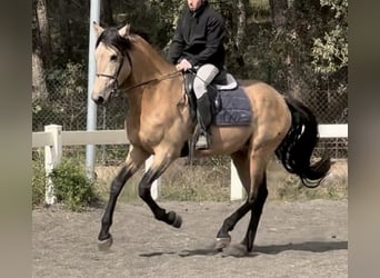 PRE Mix, Hengst, 4 Jaar, 169 cm, Falbe