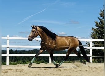 PRE Mix, Hengst, 4 Jaar, 169 cm, Falbe