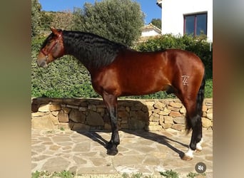 PRE Mix, Hengst, 4 Jaar, 170 cm, Bruin