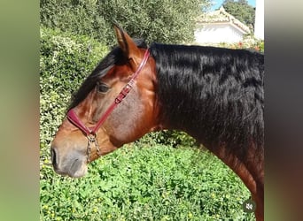 PRE Mix, Hengst, 4 Jaar, 170 cm, Bruin