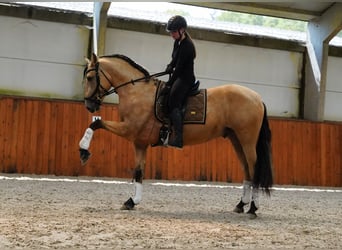 PRE Mix, Hengst, 4 Jaar, 170 cm, Buckskin