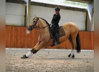 PRE Mix, Hengst, 4 Jaar, 170 cm, Buckskin