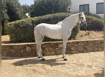 PRE Mix, Hengst, 4 Jaar, 170 cm, Schimmel