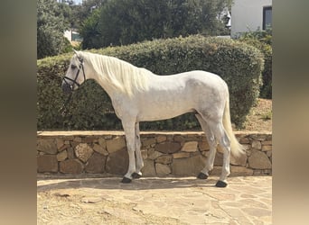PRE Mix, Hengst, 4 Jaar, 170 cm, Schimmel