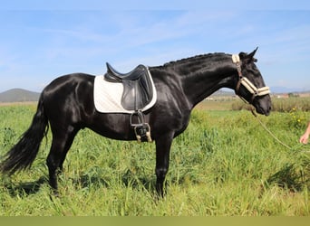 PRE Mix, Hengst, 4 Jaar, 170 cm, Zwart