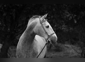 PRE Mix, Hengst, 4 Jaar, 171 cm, Appelschimmel