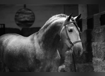 PRE Mix, Hengst, 4 Jaar, 171 cm, Appelschimmel