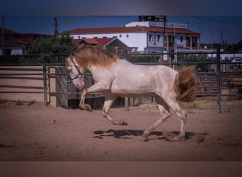 PRE, Hengst, 4 Jaar, 171 cm, Perlino