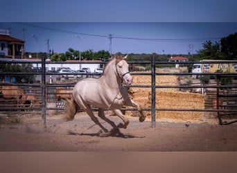 PRE, Hengst, 4 Jaar, 171 cm, Perlino