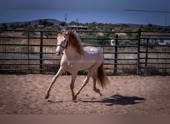 PRE, Hengst, 4 Jaar, 171 cm, Perlino