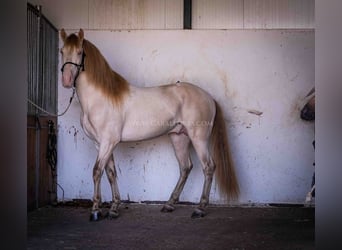 PRE, Hengst, 4 Jaar, 171 cm, Perlino