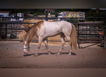 PRE, Hengst, 4 Jaar, 171 cm, Perlino