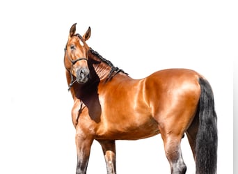PRE Mix, Hengst, 4 Jaar, 171 cm, Roodbruin
